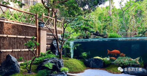 天津大盛潘六叔國(guó)壽精品錦鯉與專業(yè)魚糧 秋冬季養(yǎng)護(hù)指南